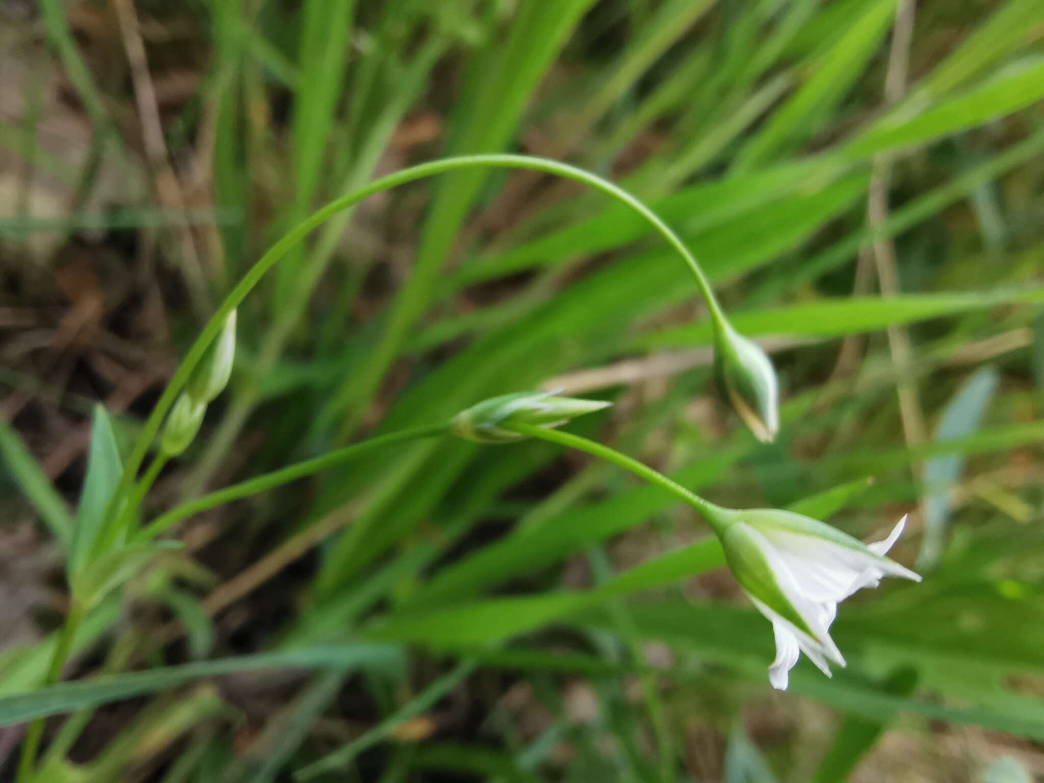 Image of Moenchia erecta subsp. octandra (Moris) Coutinho