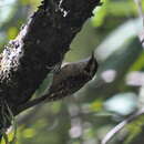 Image of Rusty-flanked Treecreeper