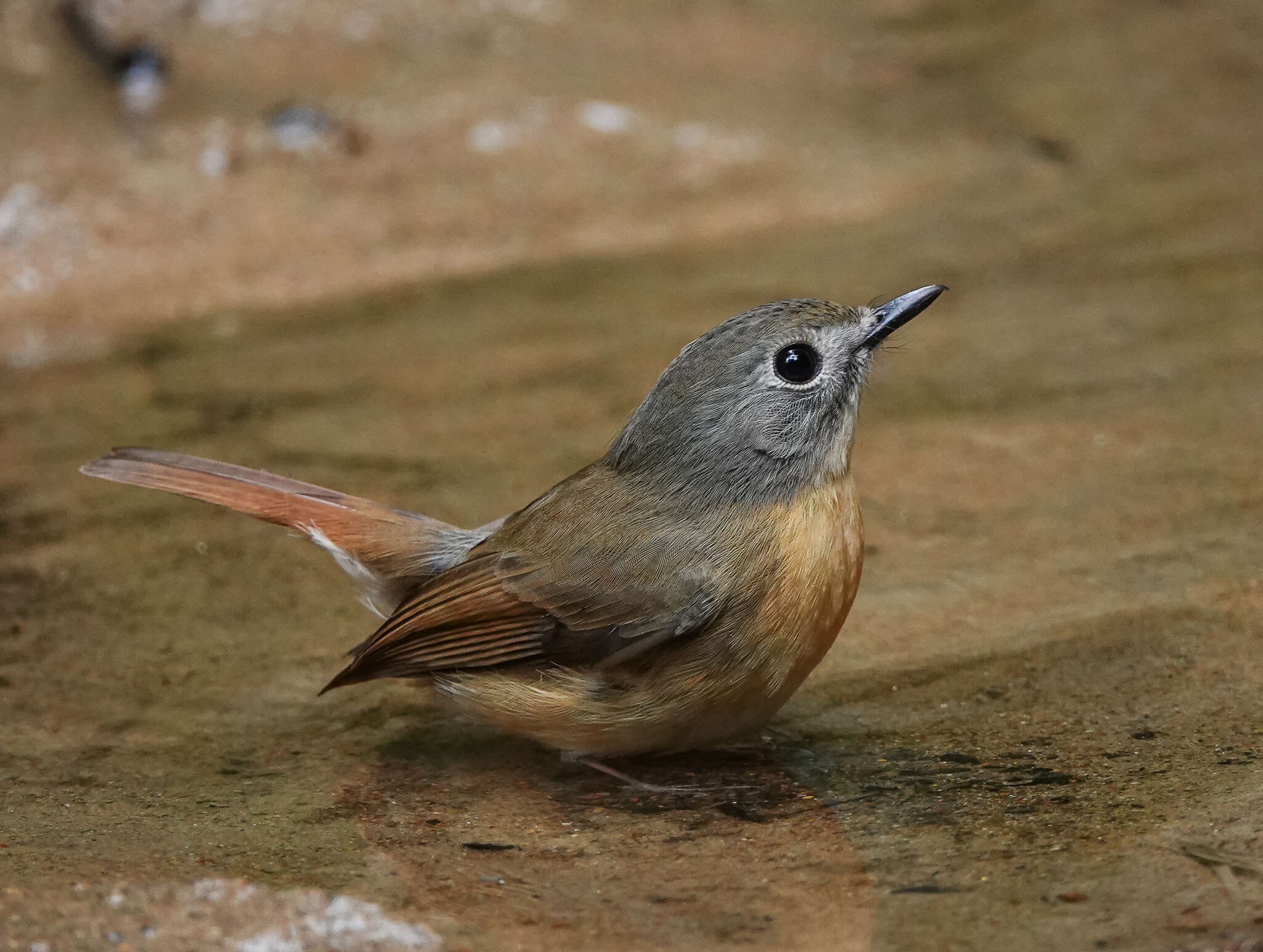 Image of Pale-chinned Blue Flycatcher