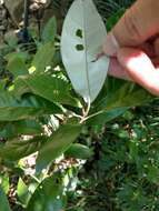 Imagem de Croton cascarilloides Raeusch.