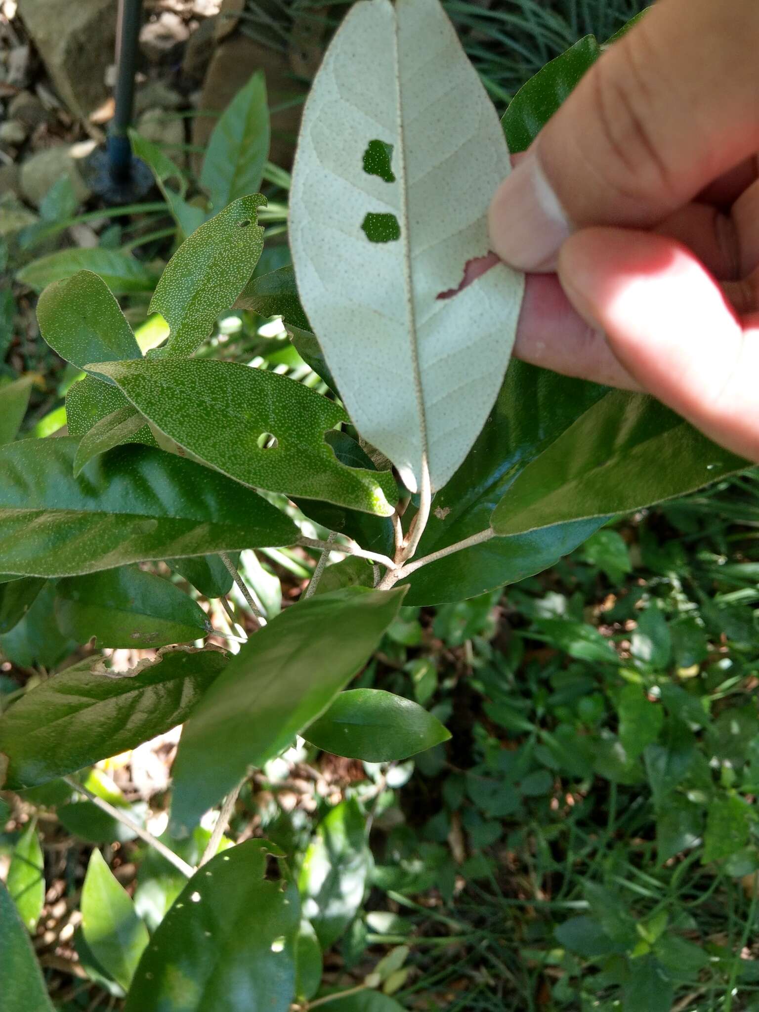 Слика од Croton cascarilloides Raeusch.