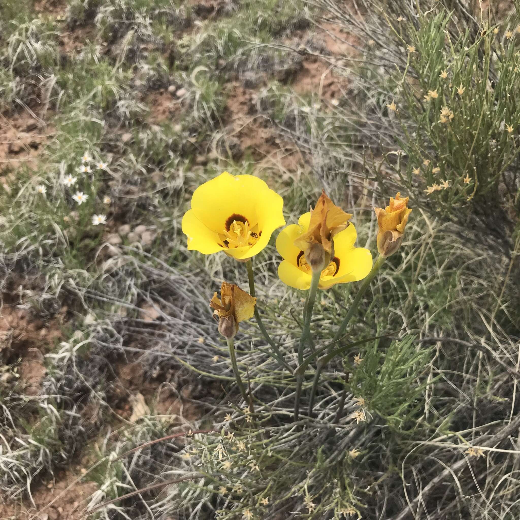 Calochortus aureus S. Watson resmi