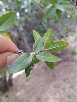 Image of Quercus peninsularis Trel.