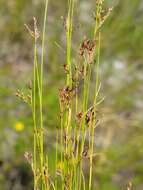 Image of Spreading Beak Sedge