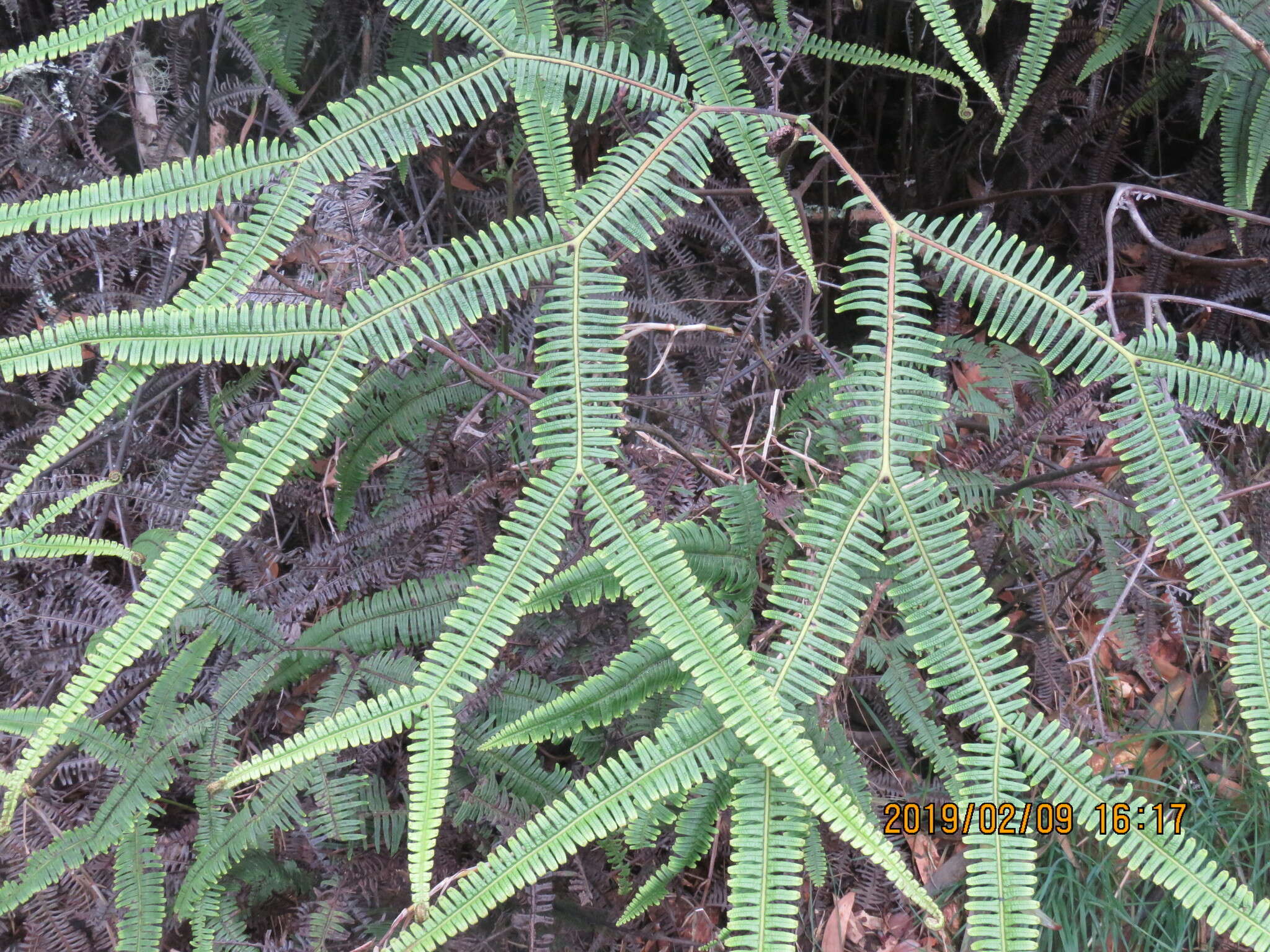 Image of Sticherus owhyhensis (Hook.) Ching