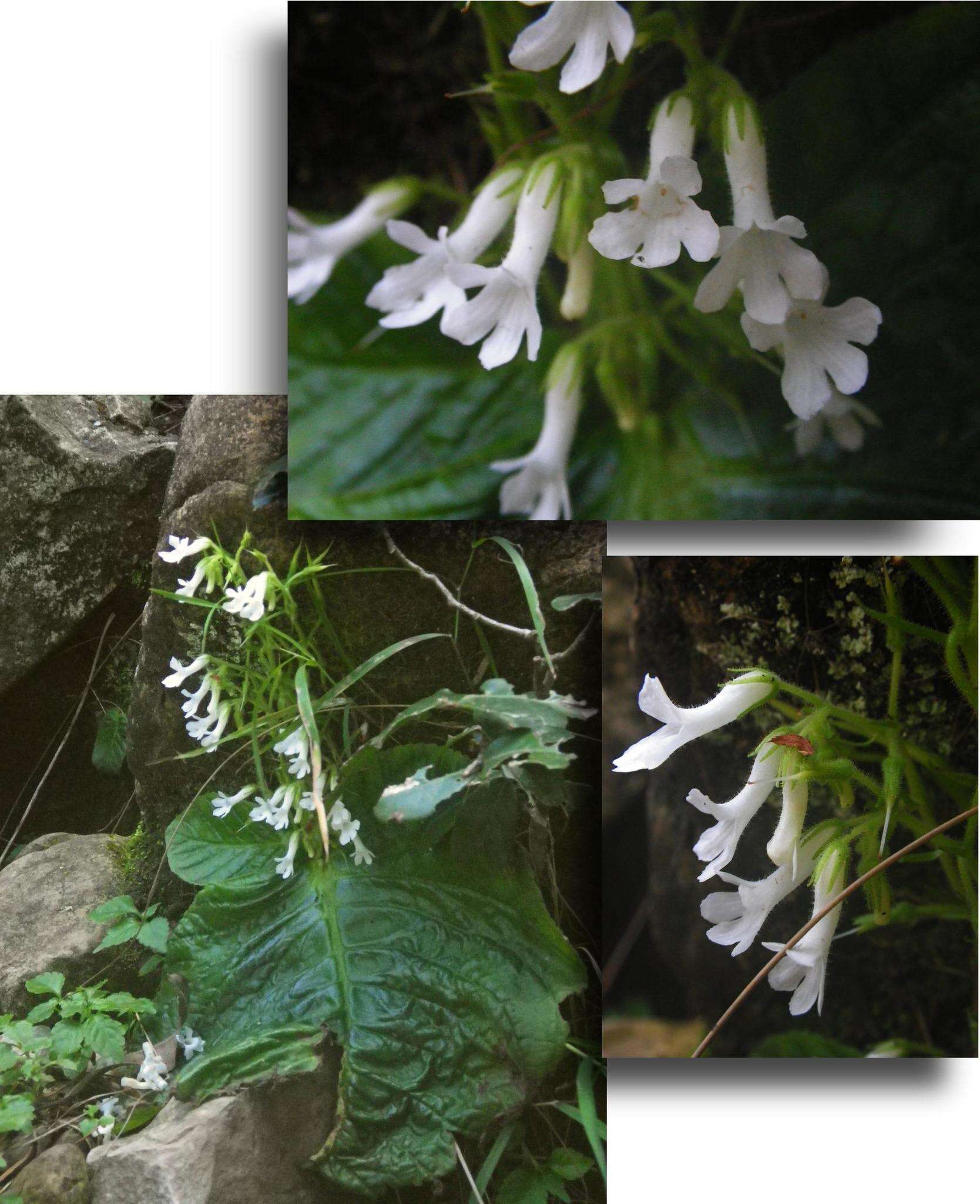 Image of Streptocarpus pusillus Harvey ex C. B. Clarke