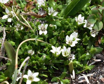 Image of low sandwort