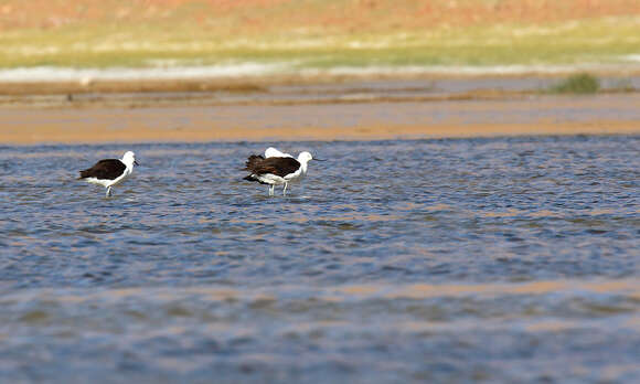 Image of Andean Avocet