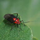 Capsodes bicolor (Fieber 1864) resmi