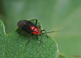 Image of Capsodes bicolor (Fieber 1864)