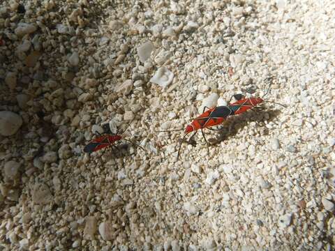 Image of St. Andrew's Cotton Stainer