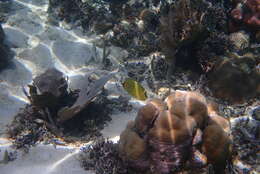 Image of Latticed Butterflyfish