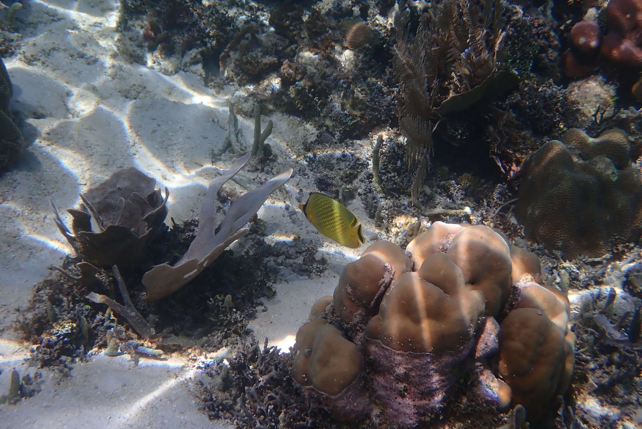 Image of Latticed Butterflyfish