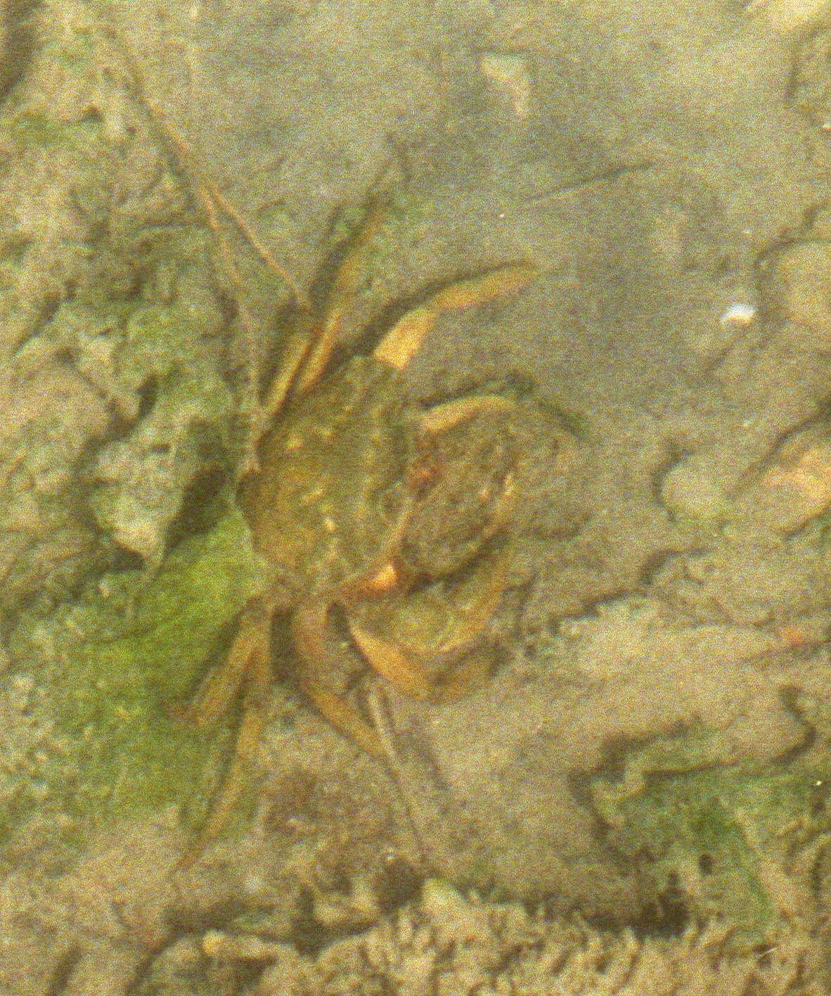 Imagem de Carcinus aestuarii Nardo 1847