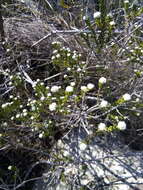 Image of Phylica propinqua Sond.