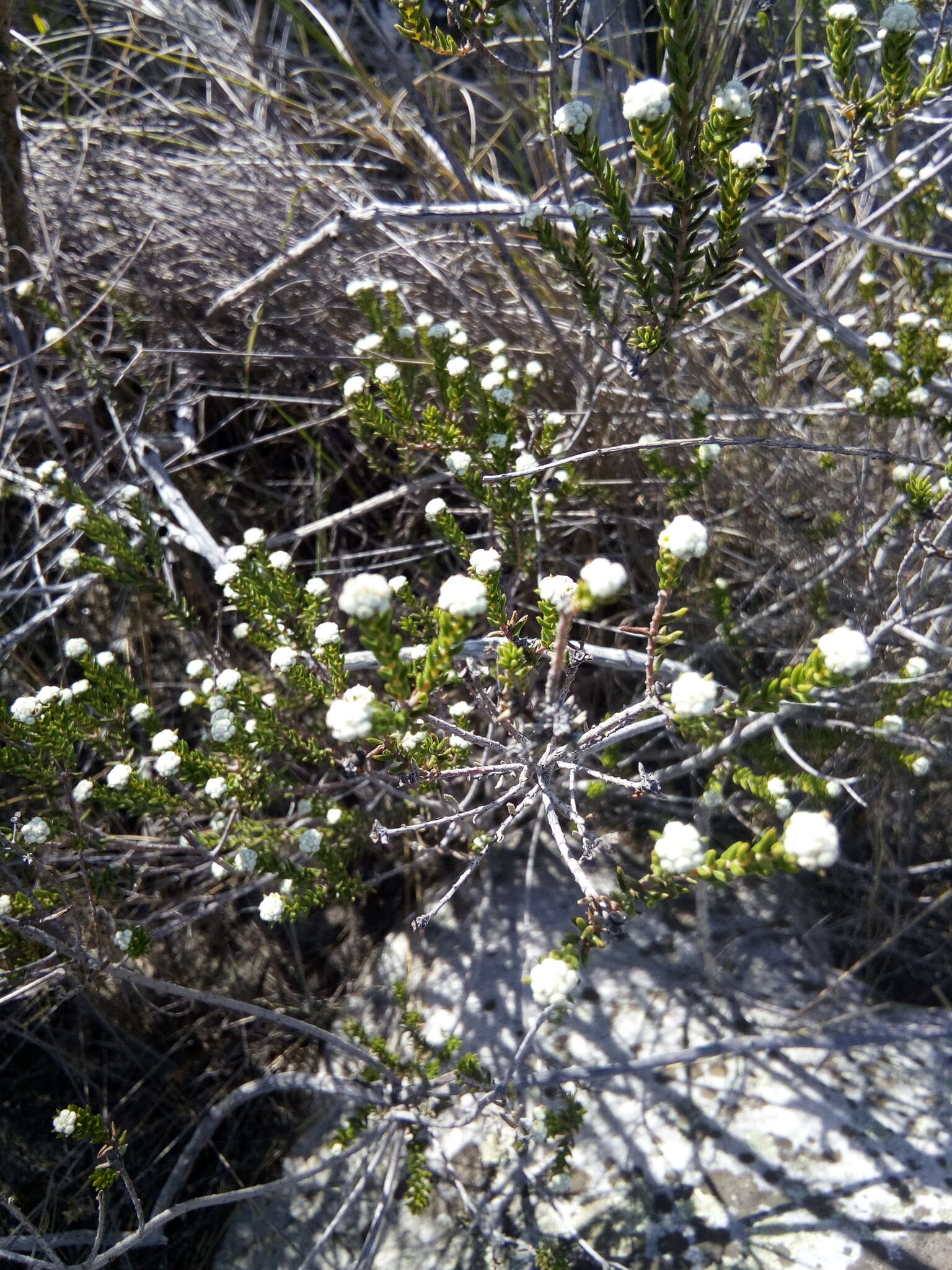 Image of Phylica propinqua Sond.