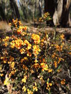 Image of Pultenaea gunnii subsp. tuberculata