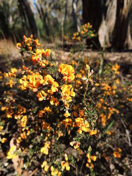 Image of Pultenaea gunnii subsp. tuberculata