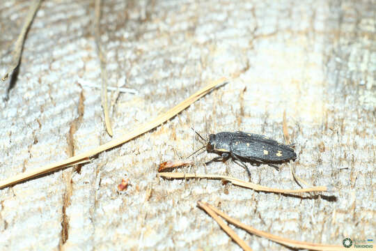 Image of Painted Jewel Beetle