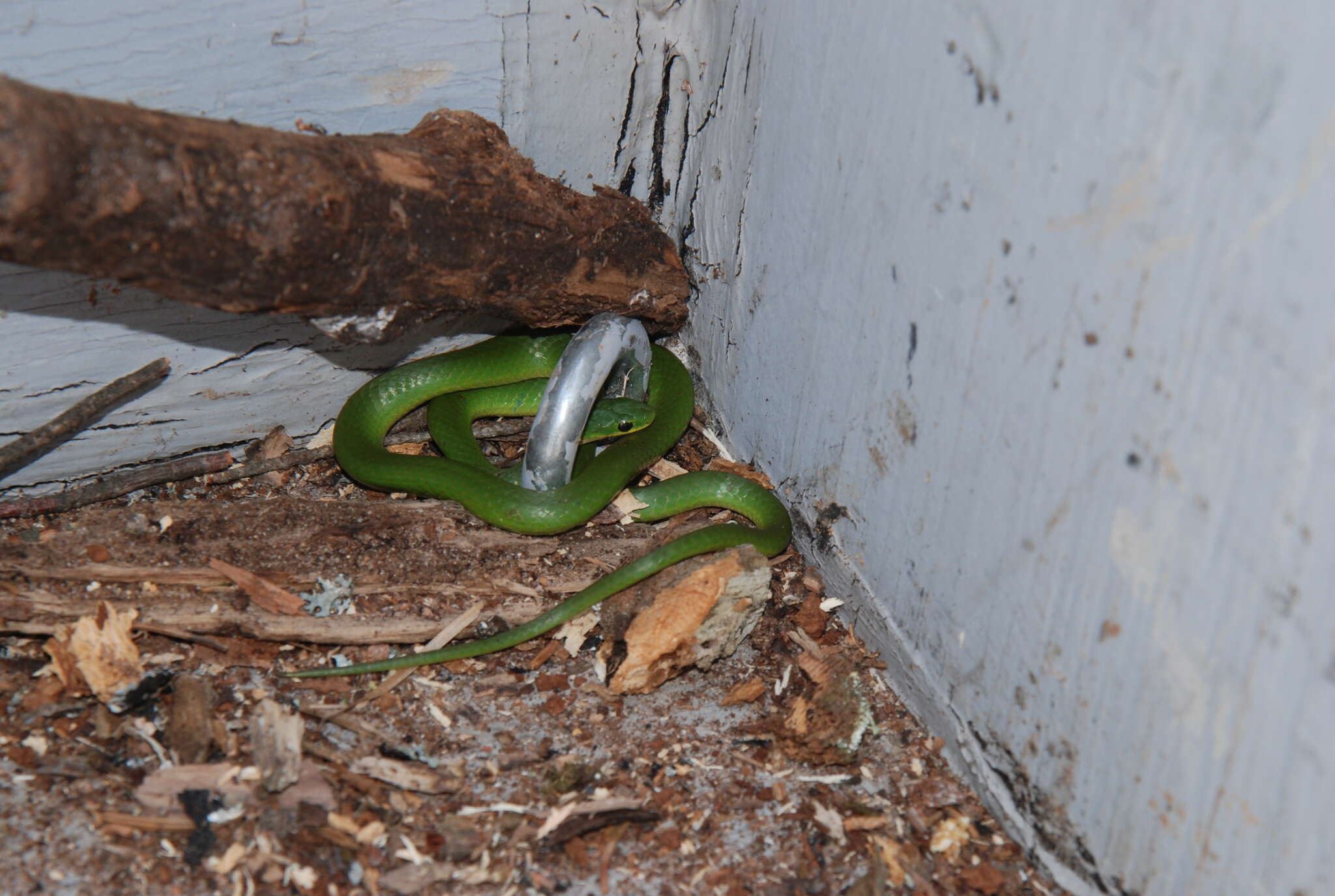 Image of Smooth Green Snake