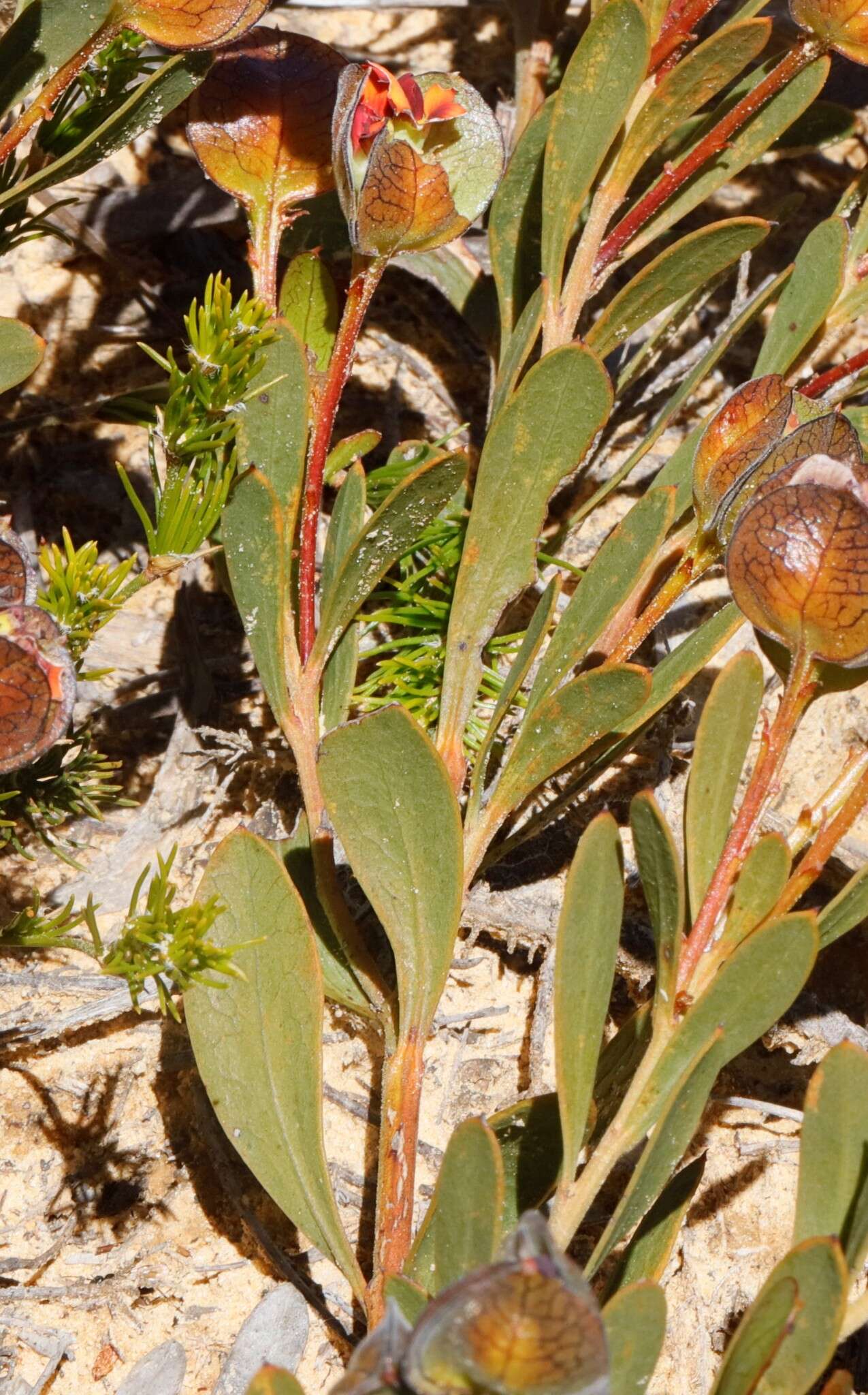 Imagem de Daviesia alternifolia Endl.