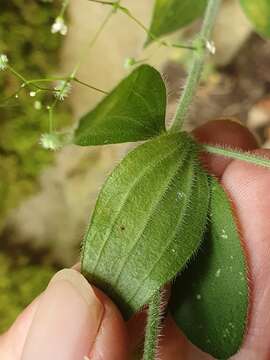 Image of Galium scabrum L.