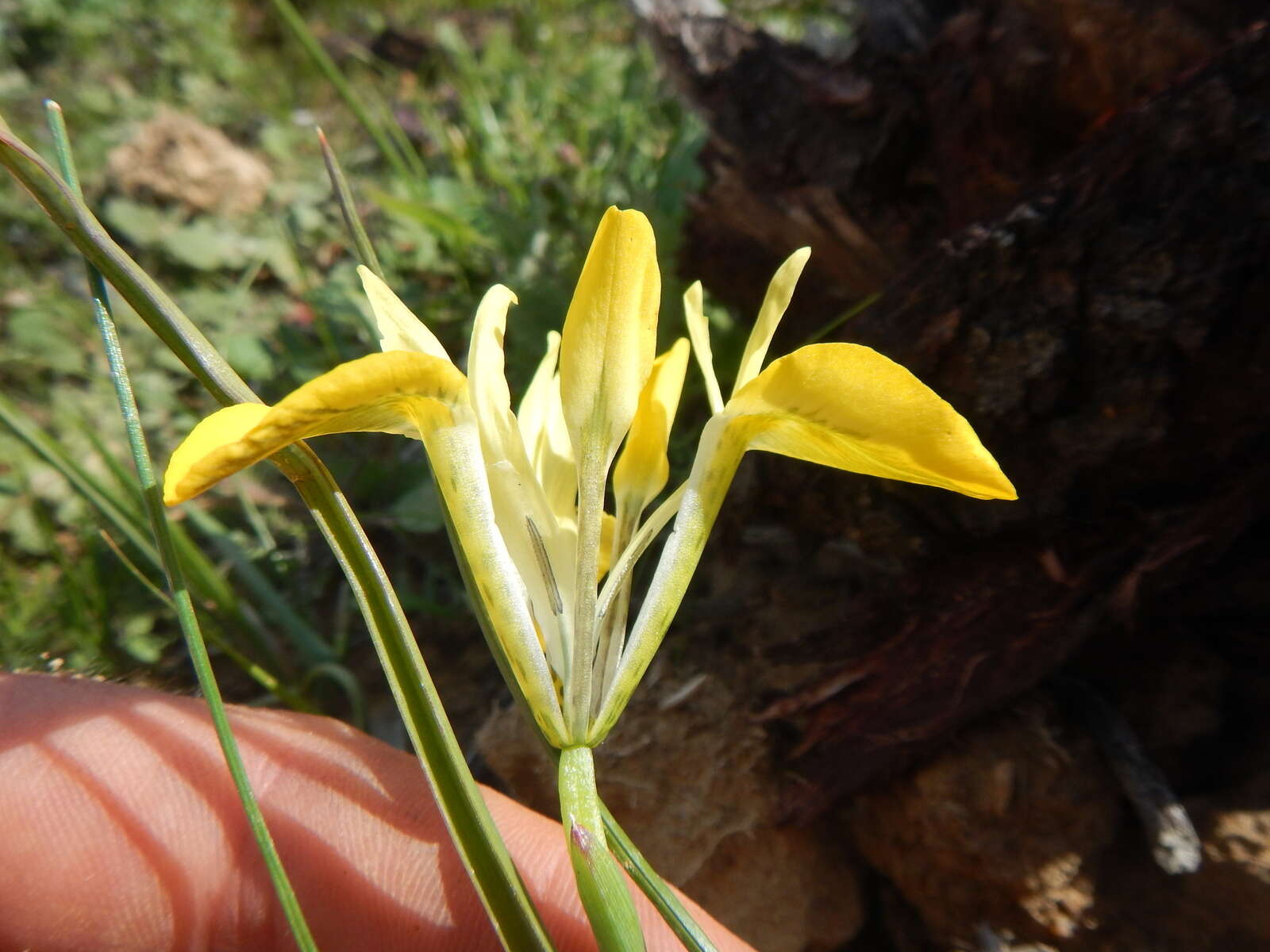 Image of Moraea macronyx G. J. Lewis