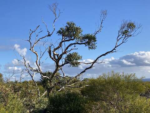 Sivun Eucalyptus eudesmioides F. Müll. kuva