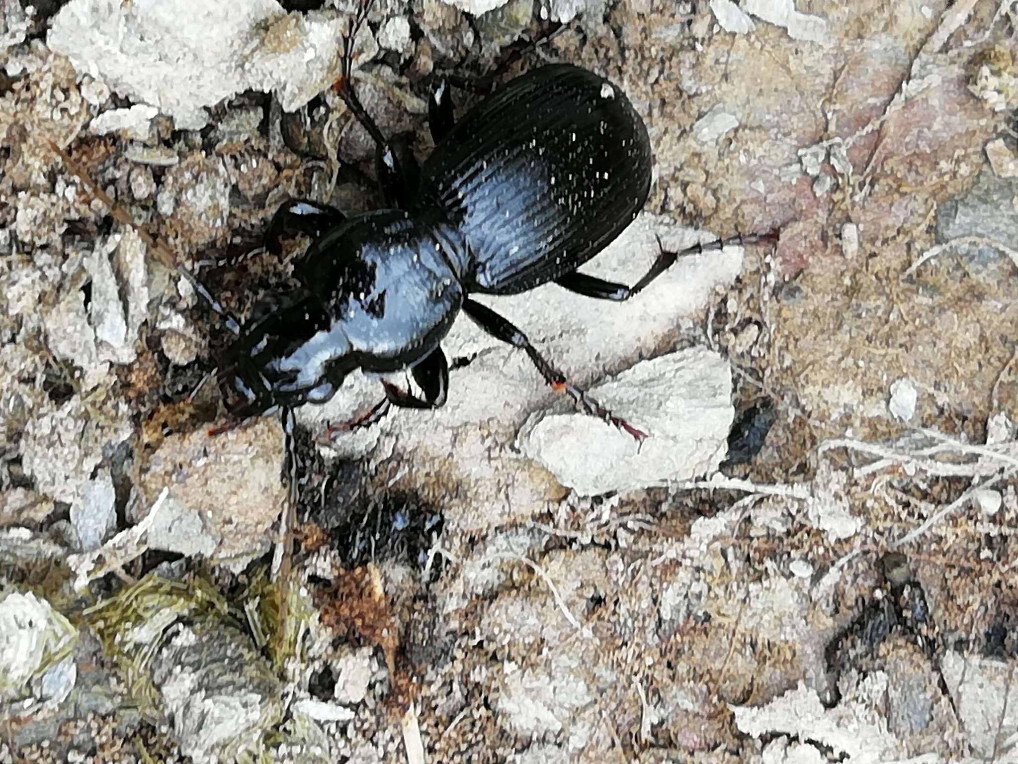 Image de Pterostichus globosus ebenus