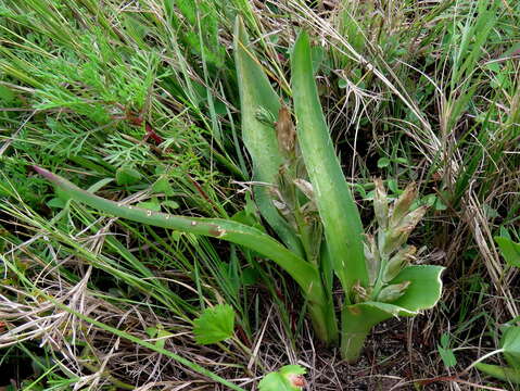 Imagem de Lachenalia reflexa Thunb.