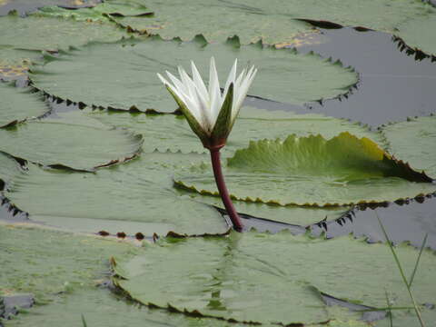 Image de Nymphaea pulchella DC.