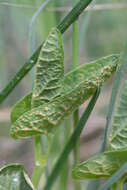 Image of Puccinia aristolochiae (DC.) G. Winter 1881