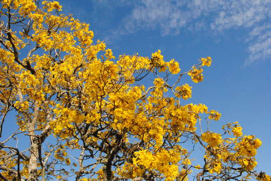 Image de Handroanthus albus (Cham.) Mattos