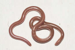 صورة Cubatyphlops perimychus (Thomas & Hedges 2007)