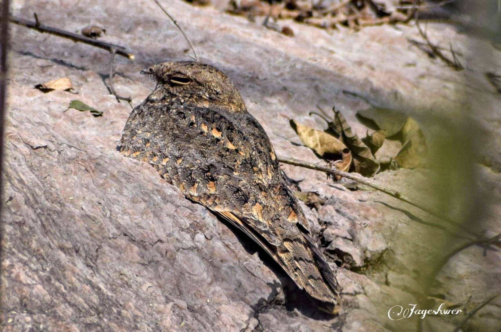 Image of Grey Nightjar