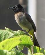 Image of White-eyed Bulbul