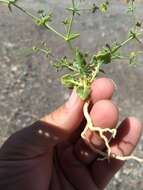 Image of Eriogonum galioides I M. Johnst.