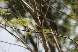 Image of Geothlypis trichas trichas (Linnaeus 1766)