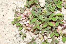 Image of Aztec Clover