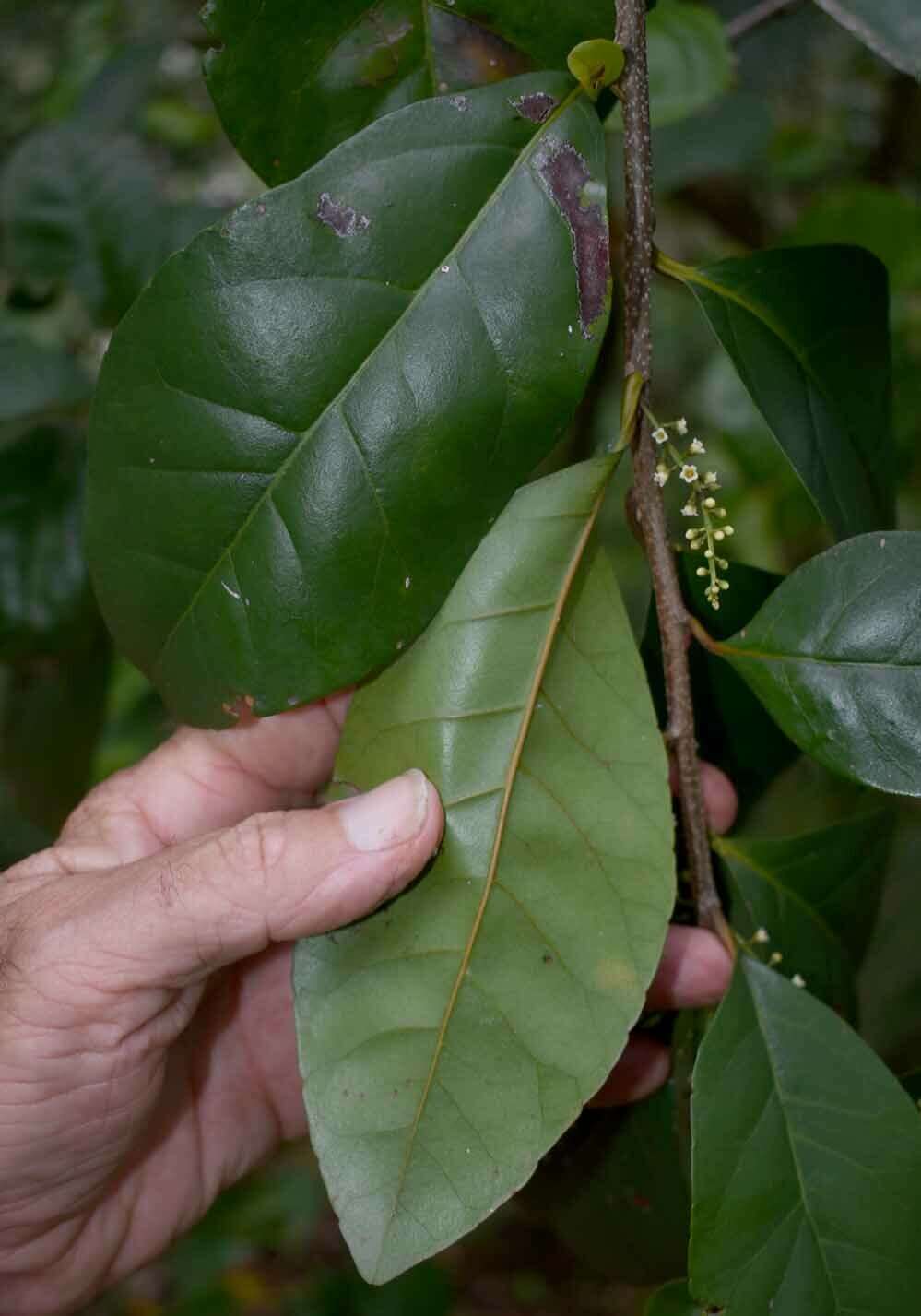 Sivun Maesa haplobotrys F. Muell. kuva