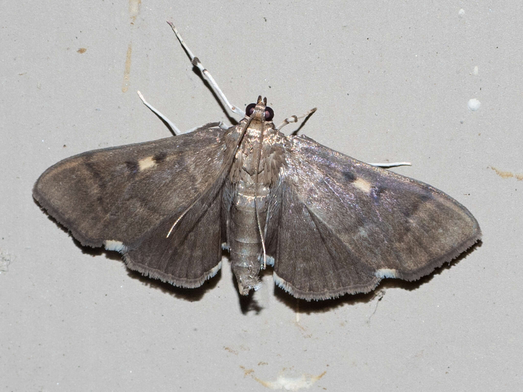 Image of Herpetogramma sphingealis Handfield & Handfield 2011