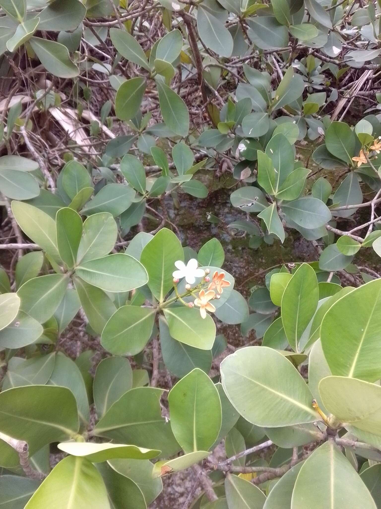 Image of Clusia criuva Cambess.