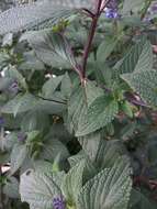 Image of Salvia stachydifolia Benth.