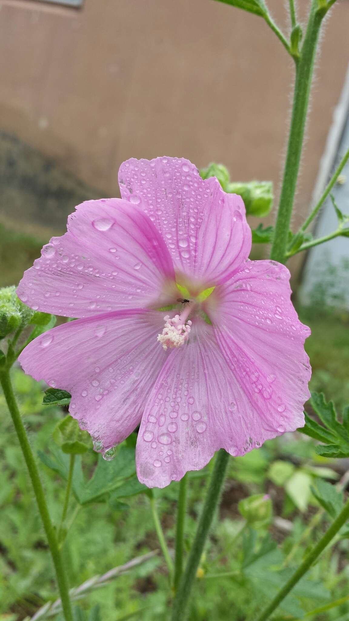 Image of european mallow