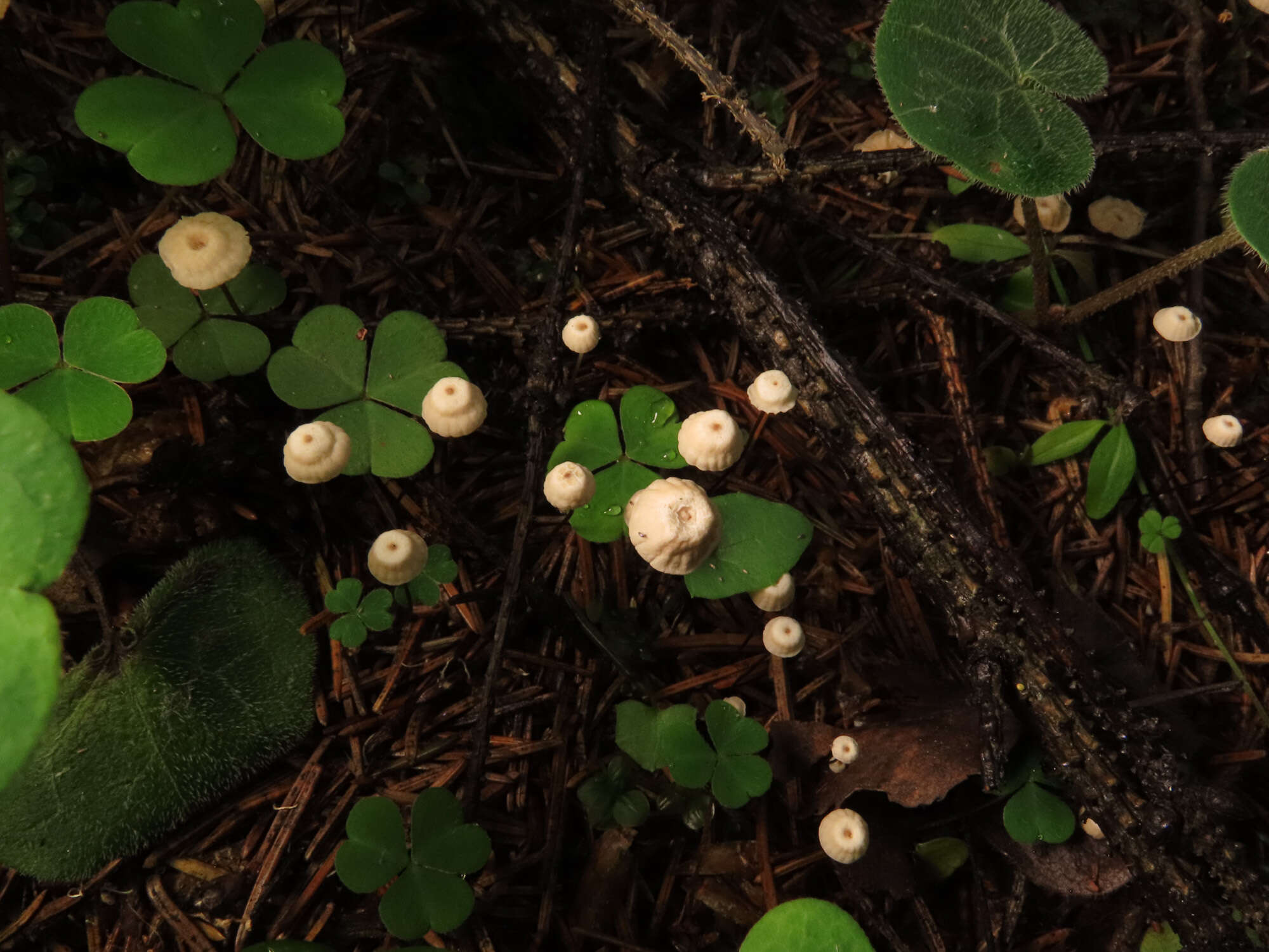 Image of Marasmius wettsteinii Sacc. & P. Syd. 1899