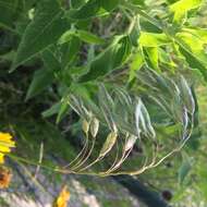 Image of arctic brome