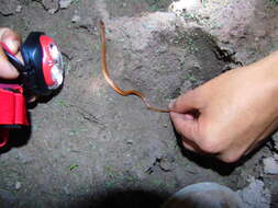 Image of Western Cat-eyed Snake