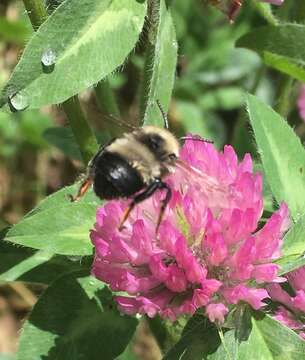 Plancia ëd Anthophora bomboides Kirby 1837