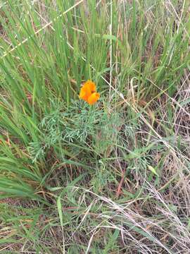 Image of tufted poppy