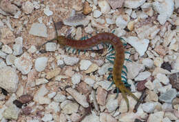 Image of Scolopendra laeta Haase 1887